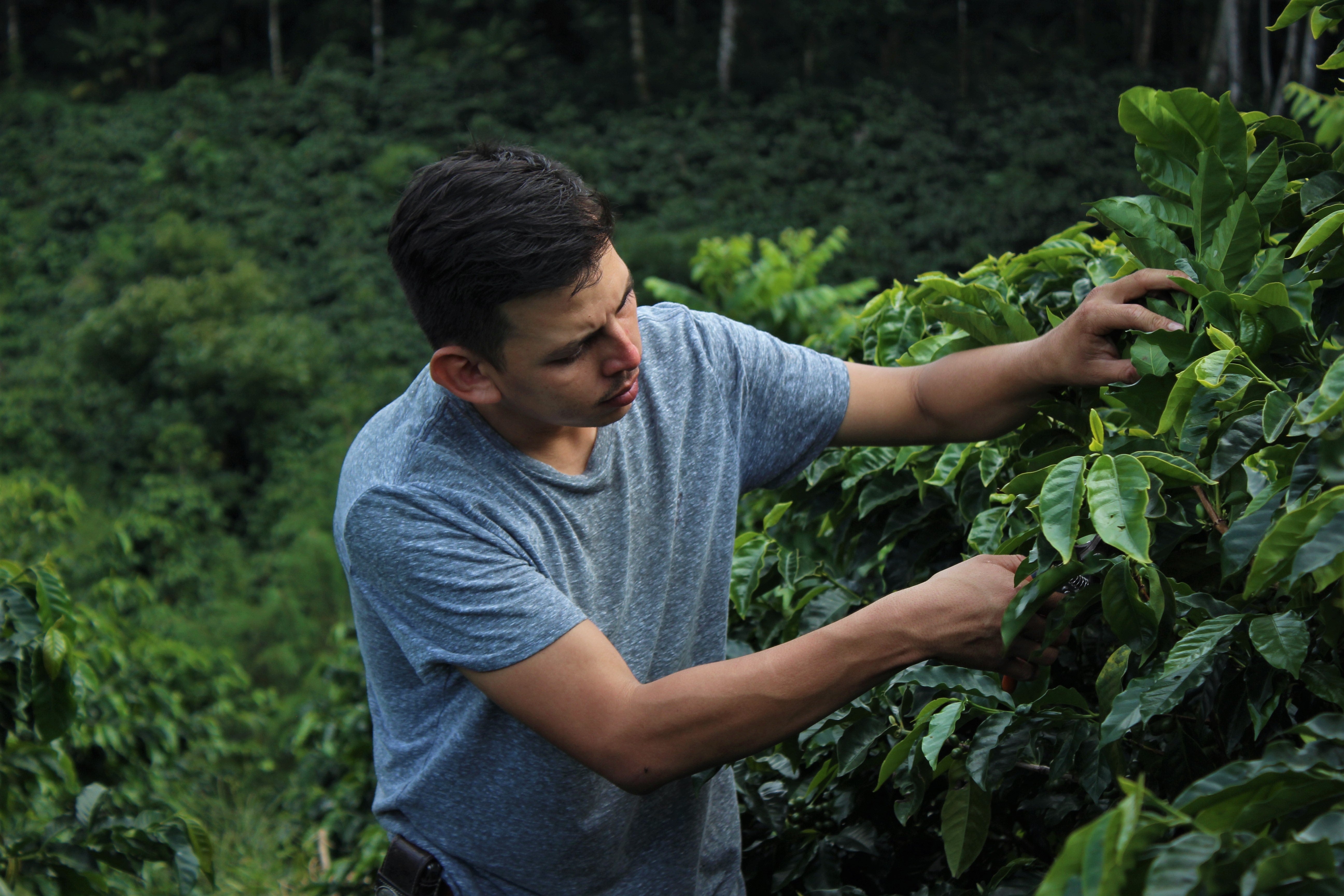 【パカマラメインのブレンドロット】(後4kg) Honduras - Ariel Gomez - Blend - Washed