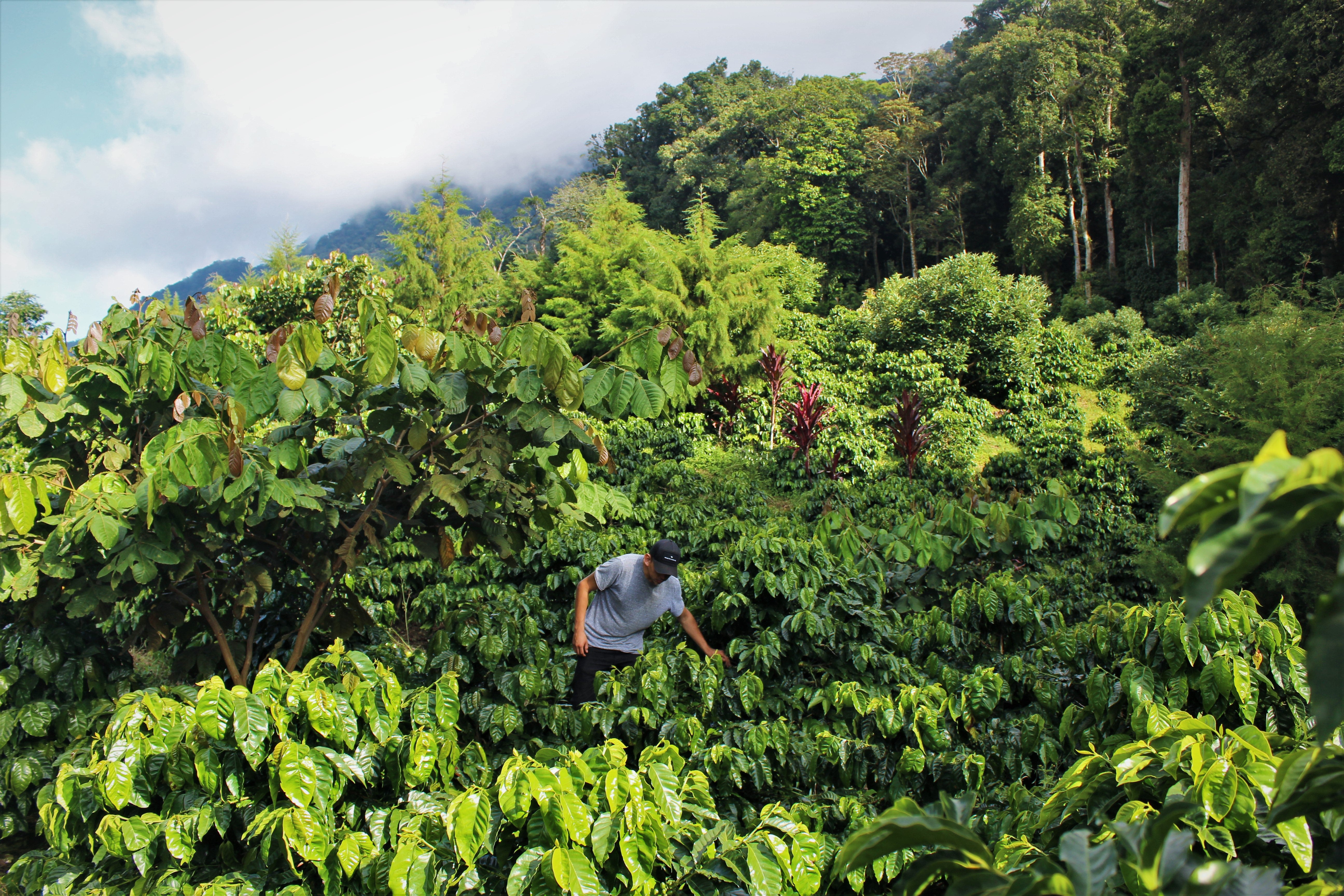 【パカマラメインのブレンドロット】(後4kg) Honduras - Ariel Gomez - Blend - Washed